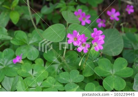 Murasaki Kabaki Murasaki Kabaki 103229445