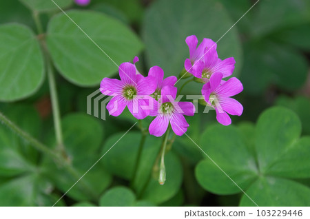 Murasaki Kabaki 103229446