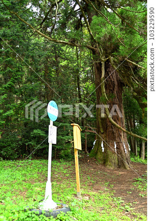 埼玉縣常木川町國怒平的越澤稻荷神社的神樹大杉 埼玉縣常木川町國怒平的越澤稻荷神社的神樹大杉 103229590