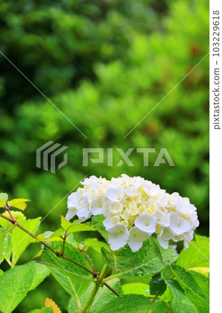 Photographing hydrangeas with white flowers on a rainy day Photographing hydrangeas with white flowers on a rainy day 103229618