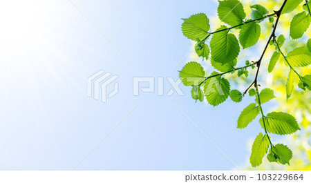 Vibrant green foliage against a sunny blue sky Vibrant green foliage against a sunny blue sky 103229664