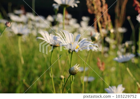 春天在路邊盛開的雛菊 春天在路邊盛開的雛菊 103229752
