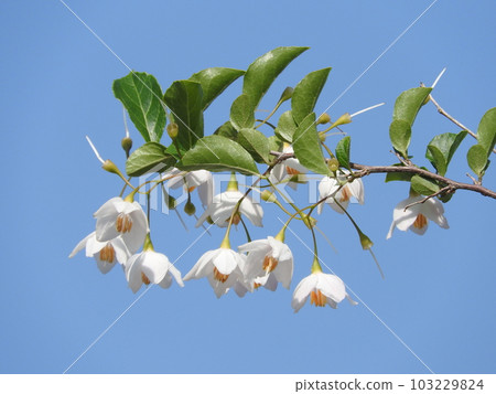 Flower of echinacea blooming downward 103229824