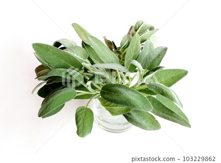 Italian sage salvia herb Italian sage salvia herb 103229862