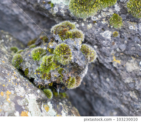 Close up moss grown up cover the rough stones and on the floor in the forest. Show with macro view. Rocks full of the moss 103230010