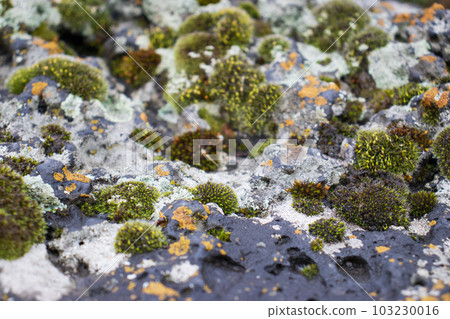 Close up moss grown up cover the rough stones and on the floor in the forest. Show with macro view. Rocks full of the moss Close up moss grown up cover the rough stones and on the floor in the forest. Show with macro view. Rocks full of the moss 103230016