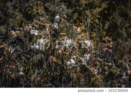 Colorful wildflowers in summer meadow concept photo. 103230084