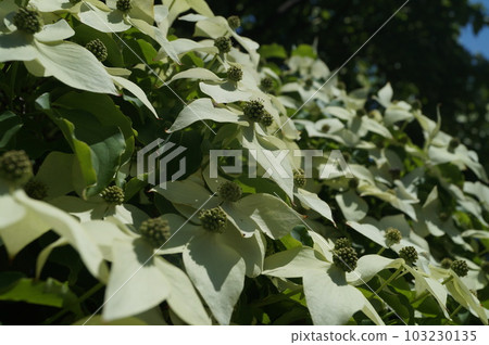 white flower dogwood 103230135
