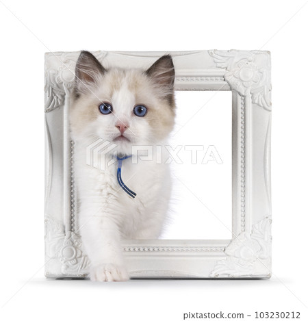 Ragdoll kitten on white background Ragdoll kitten on white background 103230212