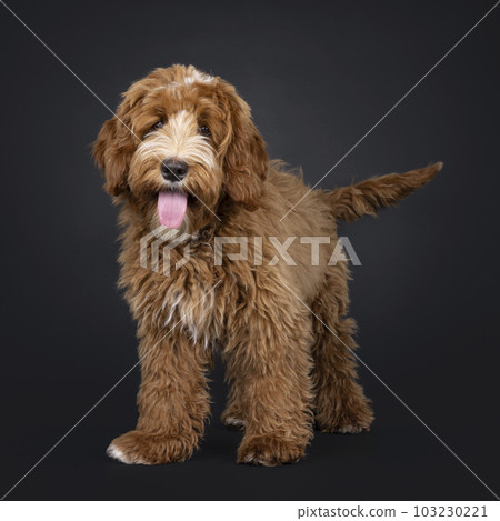 Labradoodle on black background Labradoodle on black background 103230221