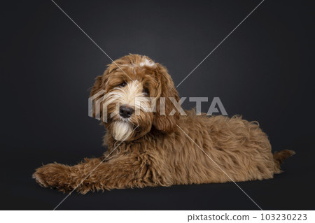 Labradoodle on black background Labradoodle on black background 103230223