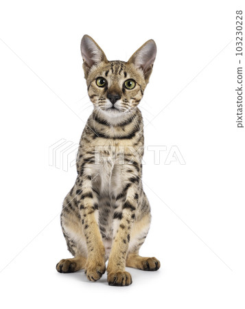 Savannah f5 cat on white background 103230228