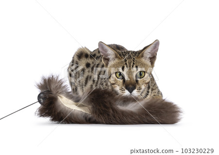 Savannah f5 cat on white background 103230229