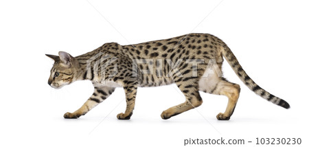 Savannah f5 cat on white background 103230230