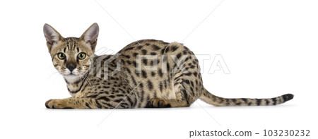 Savannah f5 cat on white background 103230232