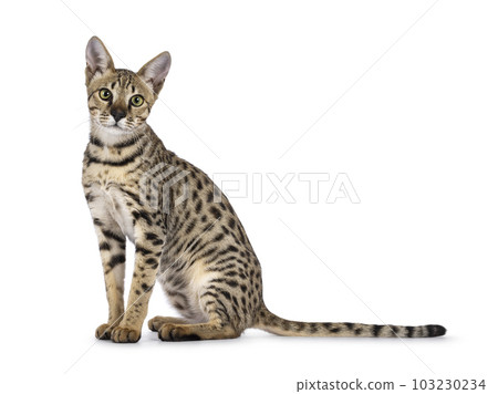 Savannah f5 cat on white background 103230234
