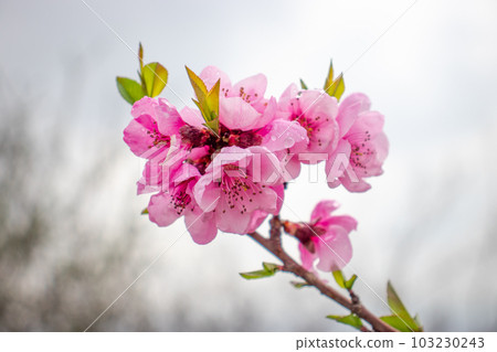 Close up pink buds flower on tree concept photo. Photography with blurred background. Countryside at spring season 103230243