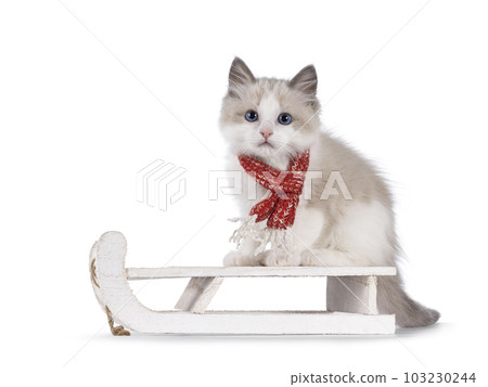 Ragdoll kitten on white background 103230244