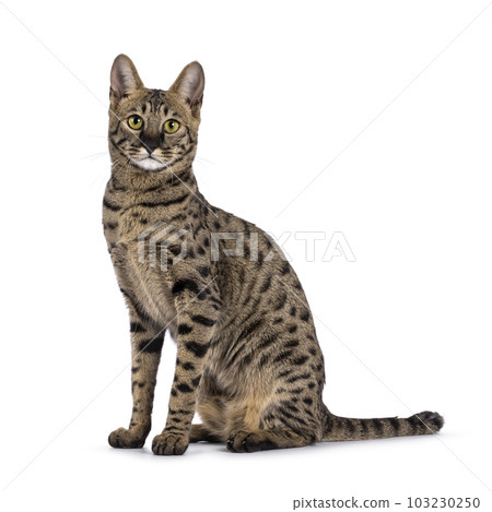 Savannah f4 cat on white background 103230250