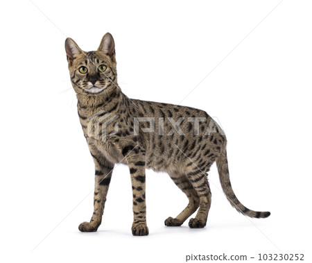 Savannah f4 cat on white background 103230252