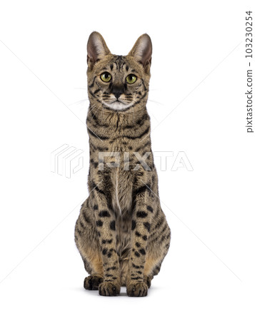 Savannah f4 cat on white background 103230254