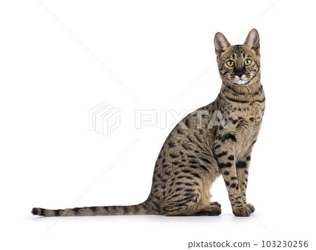 Savannah f4 cat on white background 103230256