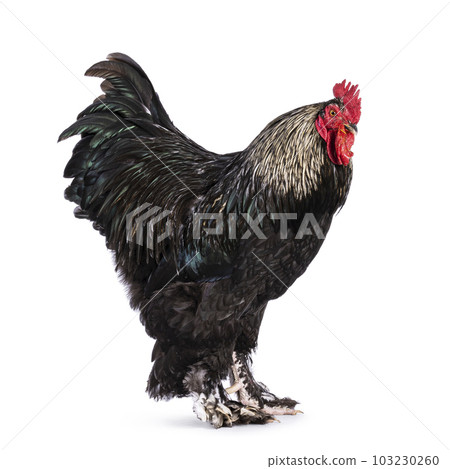 Brahma mix rooster on white background Brahma mix rooster on white background 103230260
