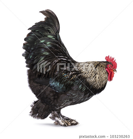 Brahma mix rooster on white background Brahma mix rooster on white background 103230263
