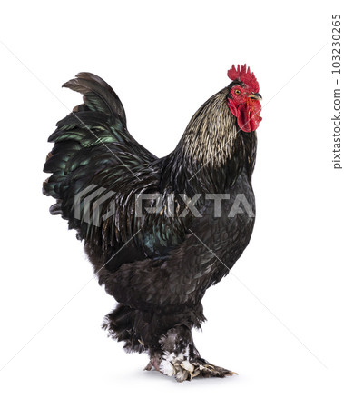 Brahma mix rooster on white background 103230265