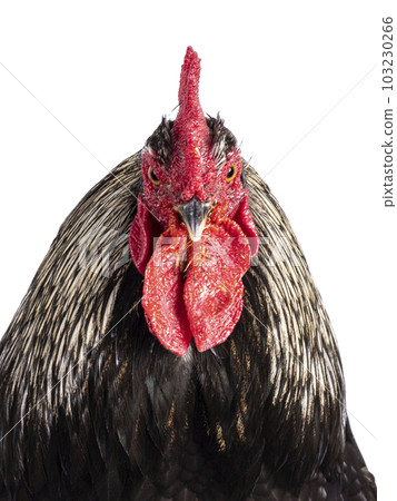 Brahma mix rooster on white background 103230266