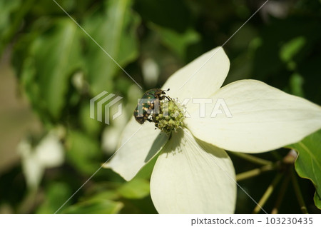 Golden-spotted dogwood and dogwood Golden-spotted dogwood and dogwood 103230435