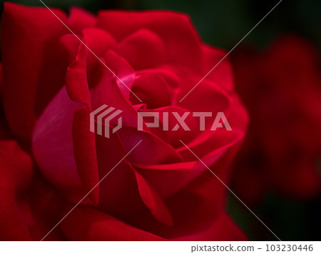Red rose flower "Utage" blooming in May Red rose flower "Utage" blooming in May 103230446