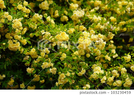 Mokkou rose hedge in full bloom in May 103230459