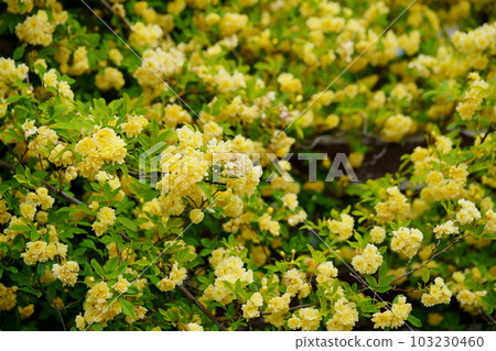 Mokkou rose hedge in full bloom in May 103230460