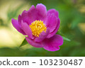 Camellia 103230487