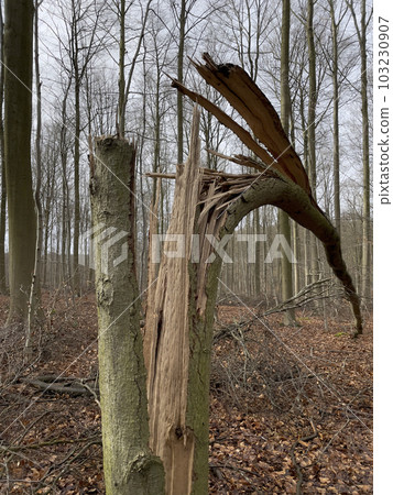 Natural disaster: fallen tree in the forest 103230907