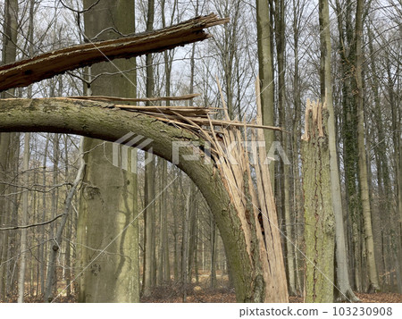 Natural disaster: fallen tree in the forest Natural disaster: fallen tree in the forest 103230908