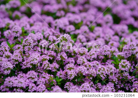 地面覆蓋物的港口爬行時間 103231064