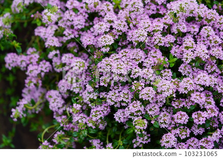 地面覆蓋物的港口爬行時間 103231065