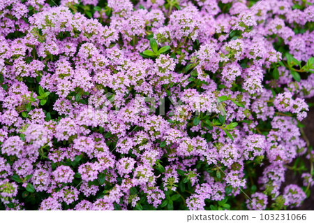 地面覆蓋物的港口爬行時間 103231066