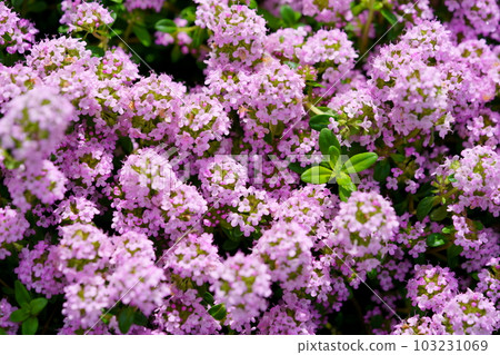 Harbor Creeping Time on Ground Cover Harbor Creeping Time on Ground Cover 103231069