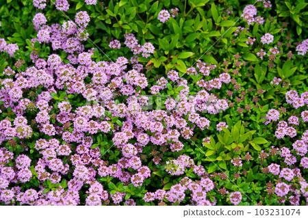地面覆蓋物的港口爬行時間 103231074