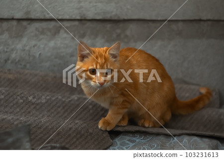 Defocus ginger scary kitten. Afraid cat. Grey blurred background. Outside on the autumn. Out of focus Defocus ginger scary kitten. Afraid cat. Grey blurred background. Outside on the autumn. Out of focus 103231613