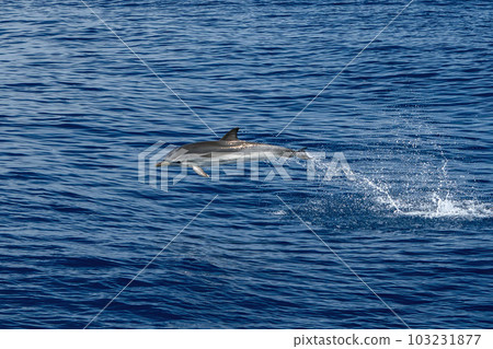 Happy striped dolphin jumping in genoa, ligurian sea, italy 103231877