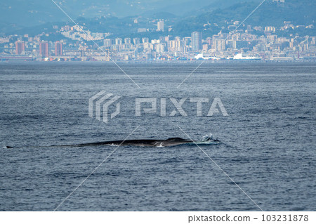 A Balaenoptera physalus, the common fin whale navigates in front of the coast of Genoa Italy during it's migration to Ligurian sea. 103231878