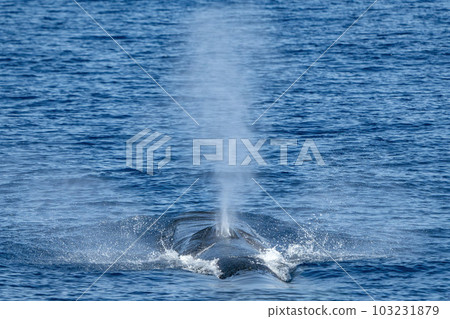 A Balaenoptera physalus, the common fin whale navigates in front of the coast of Genoa Italy during it's migration to Ligurian sea. 103231879