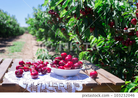 cherry berries in a plate on the table 103232046