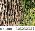 Wood skin and moss 103232384