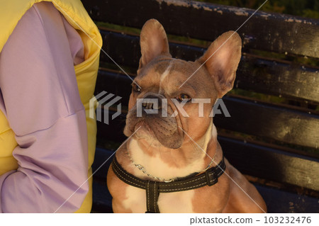 Portrait small dog waiting for pet owner outdoors Portrait small dog waiting for pet owner outdoors 103232476