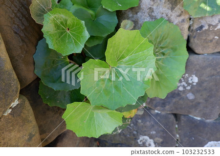 beautiful green leaves 103232533